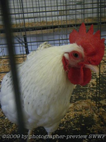 dscf9594.jpg